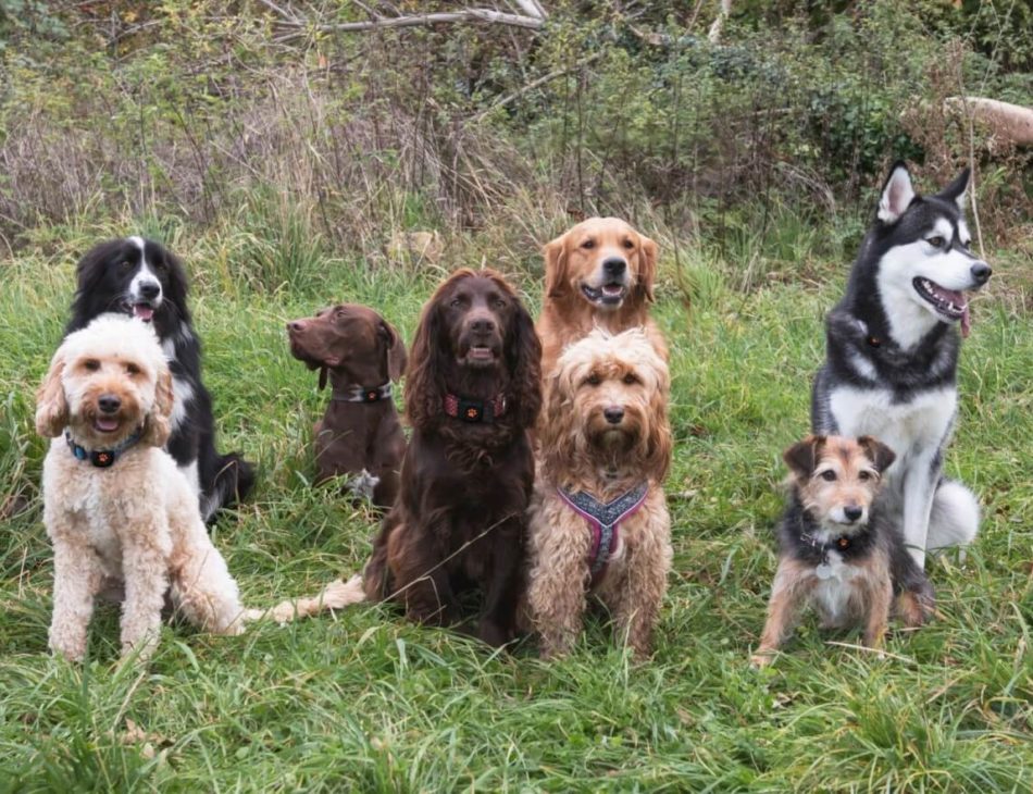 Group of dogs sitting in a field