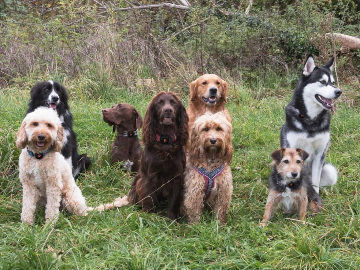 Group of dogs sitting in a field
