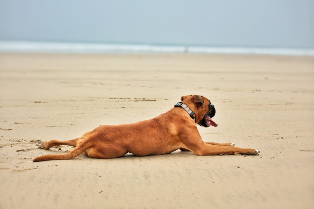 Boxer dog lying on the beach