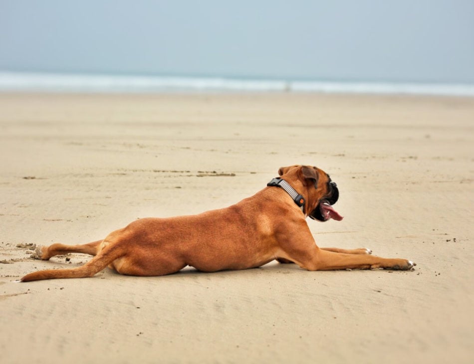 Boxer dog lying on the beach wearing a PitPat Dog Activity Monitor