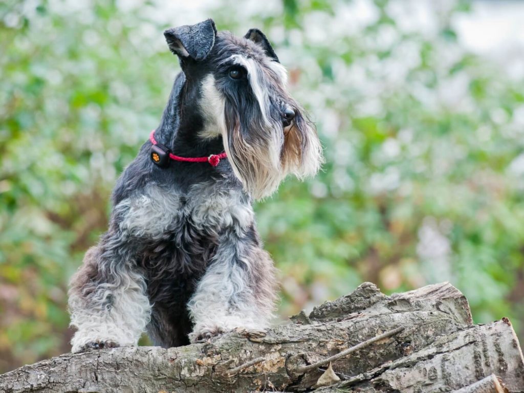 Miniature Schnauzer standing on a log