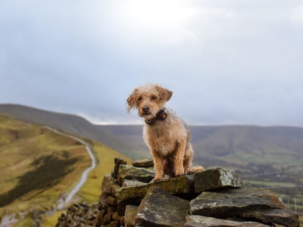 Mixed breed small dog sitting on a rock