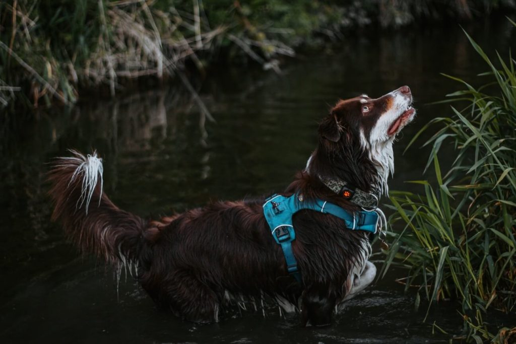 Brown and white Border Collie in a river