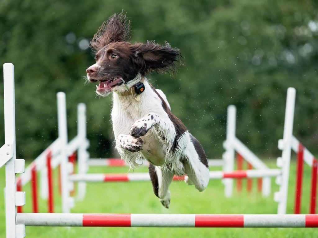 Springer Spaniel leaping over jump