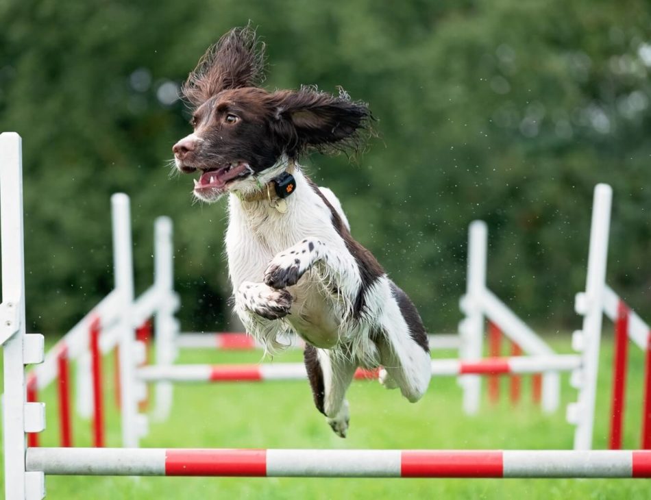 Springer Spaniel leaping over jump wearing a PitPat Dog Activity Monitor