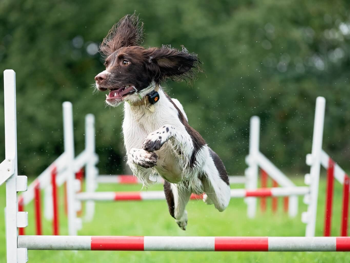 Springer Spaniel leaping over jump wearing a PitPat Dog Activity Monitor