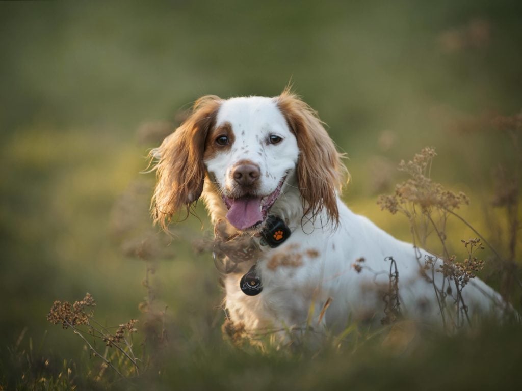 English Cocker Spaniel sitting in a field wearing a PitPat Dog Activity Monitor