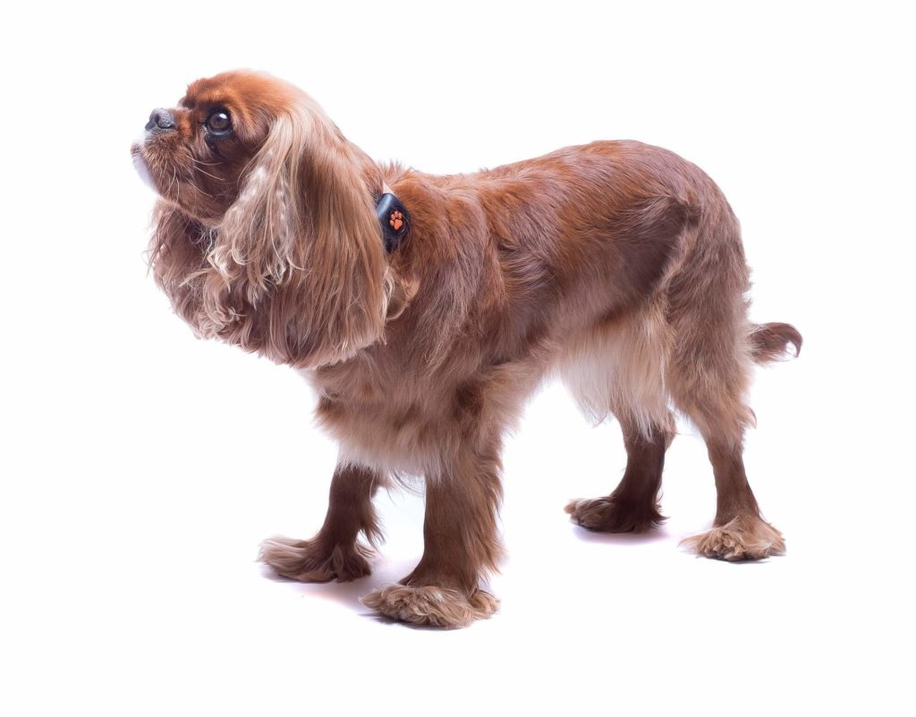 Cavalier King Charles Spaniel