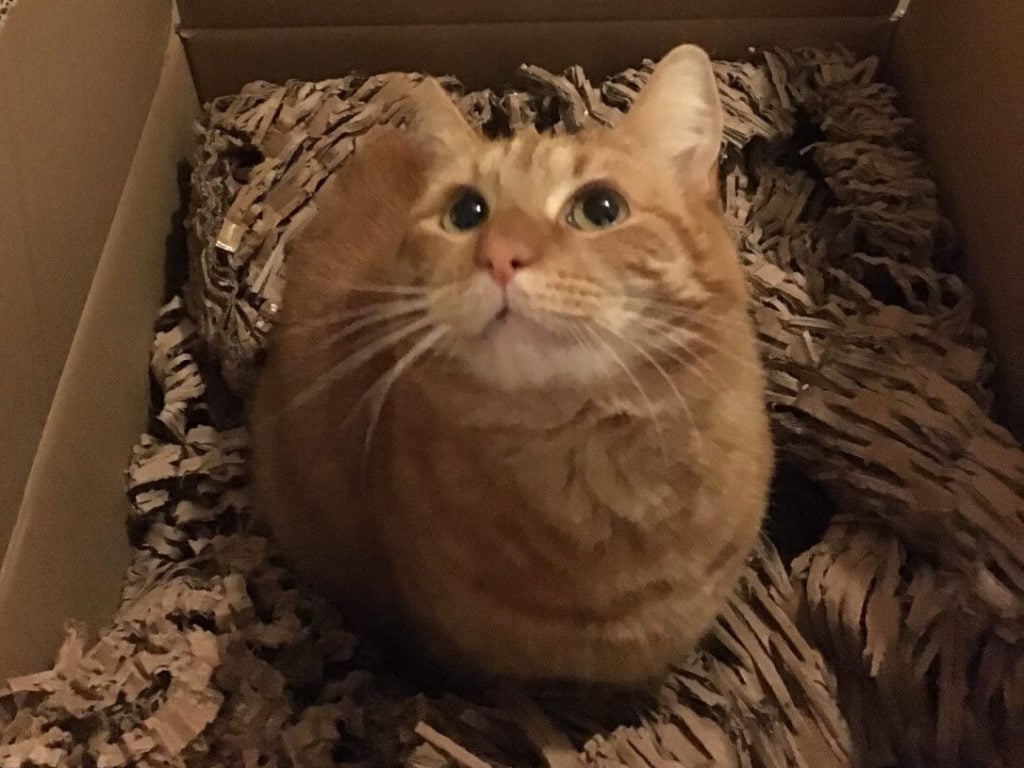 Ginger cat sitting in a box