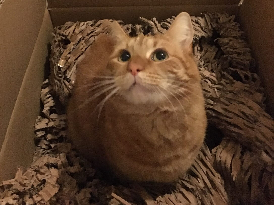 Ginger cat sitting in a box