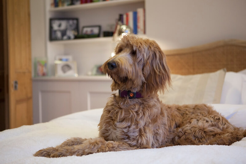 Dog sat on a bed