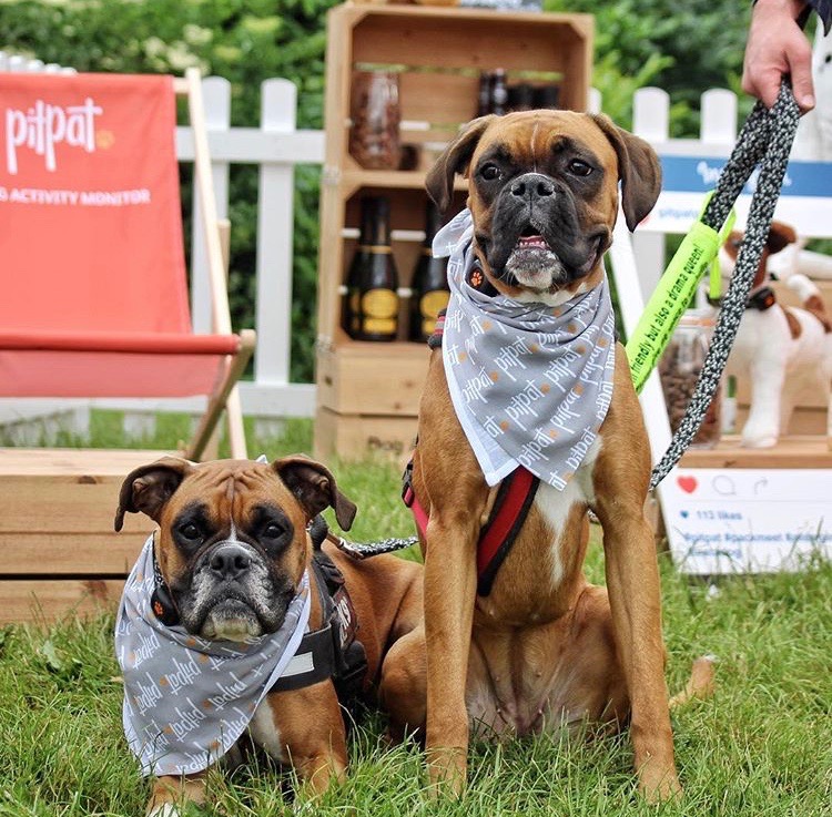 Two Boxer Dogs wearing bandanas