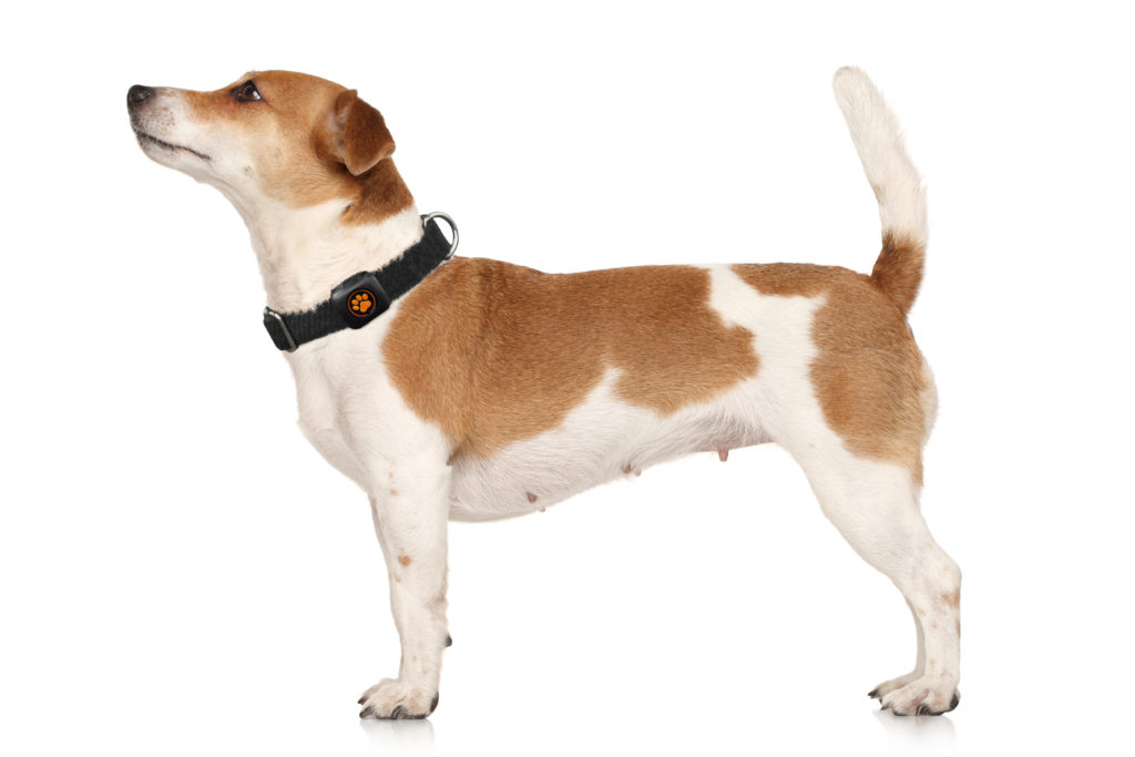 Jack Russell Terrier Breed Guide - PitPat