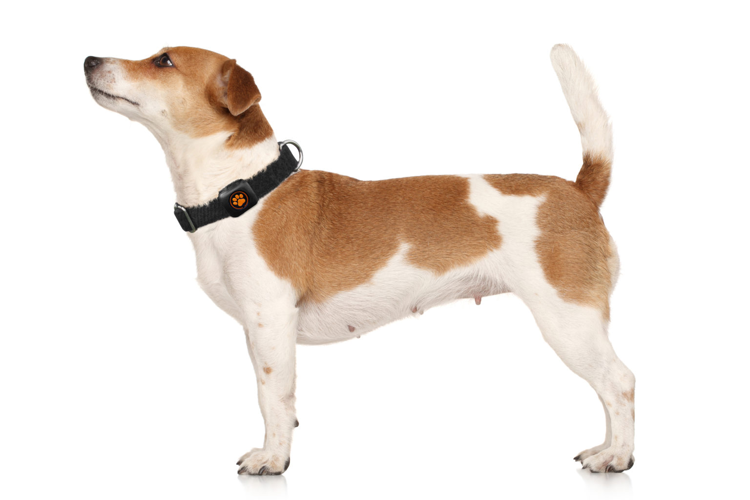 Jack Russell Terrier Breed Guide PitPat