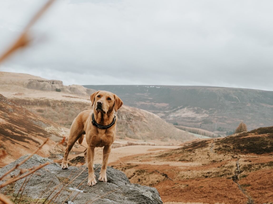 Golden Labrador Retriever in front of a view of a valley