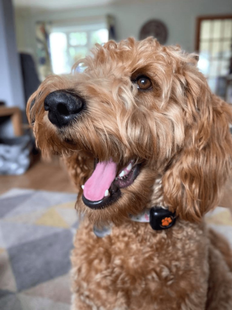 Light brown Cockapoo wearing a PitPat