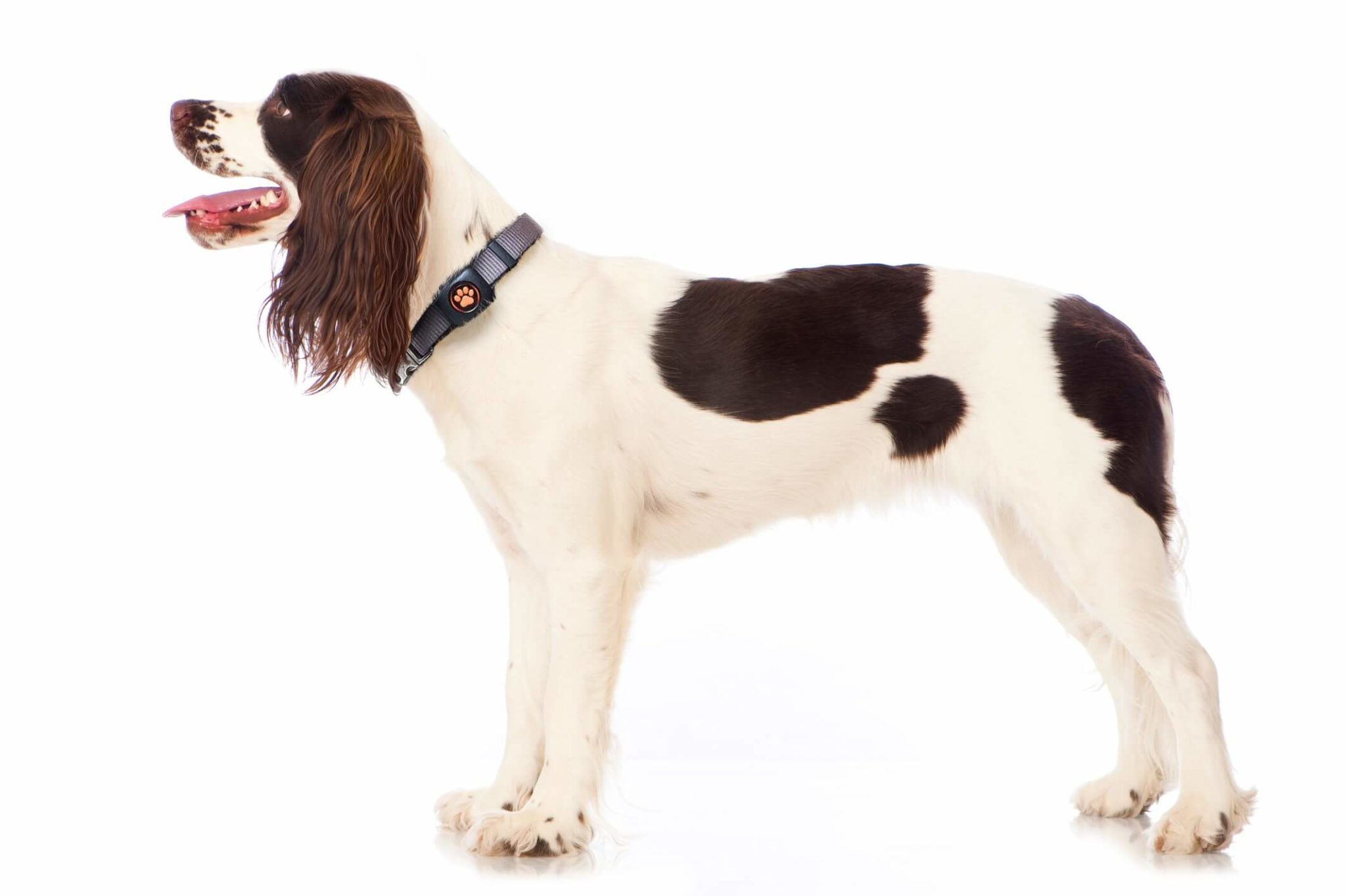 Springer Spaniel Breed Guide PitPat