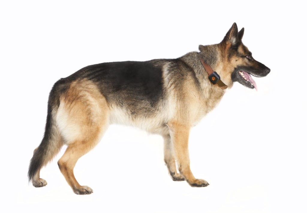 german shepherd dog wags its tail