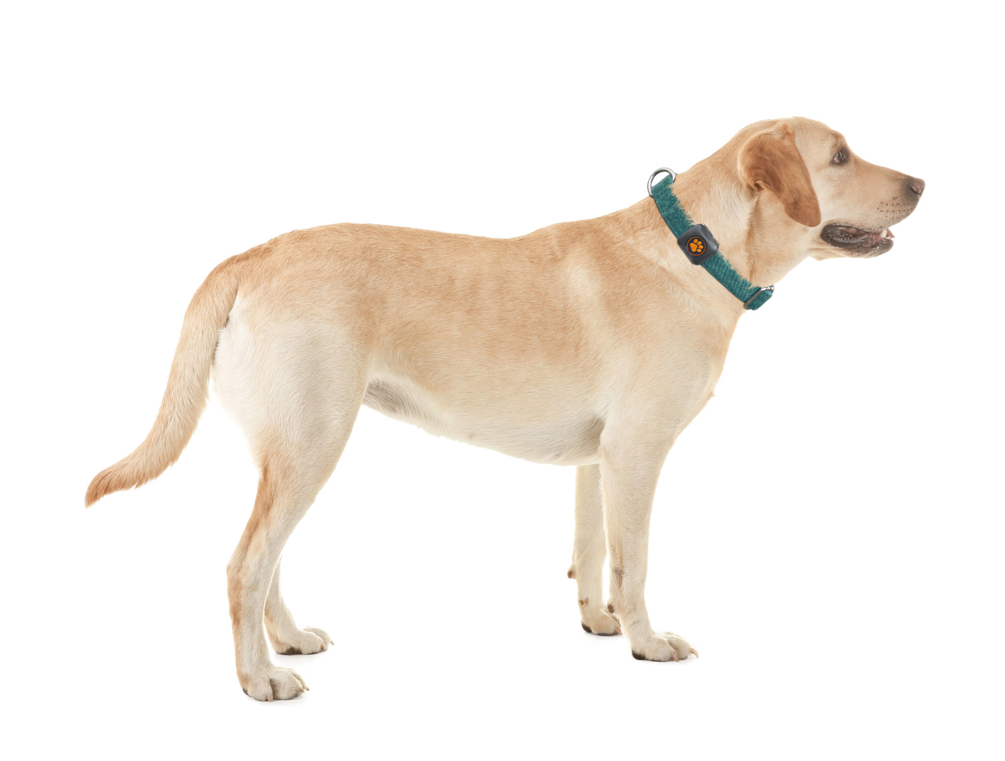 Labrador Retriever Breed Guide PitPat