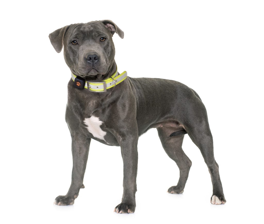 Staffordshire Bull Terrier - PitPat