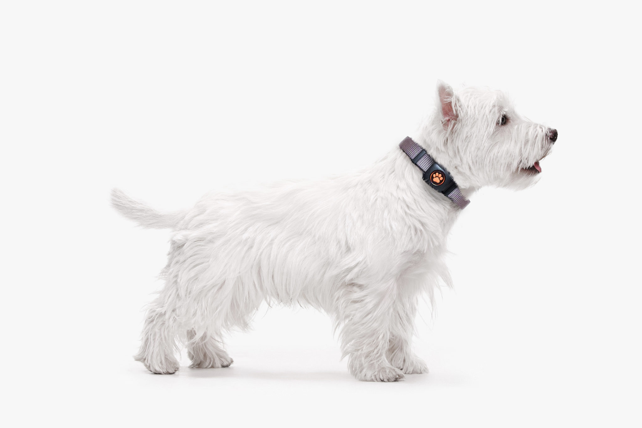 West Highland Terrier Breed Guide PitPat