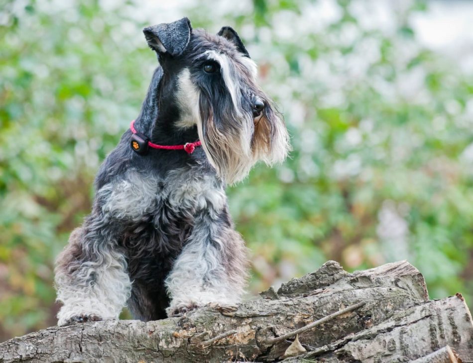 Miniature Schnauzer in forest with two front paws on a log, wearing a PitPat Dog Activity Monitor