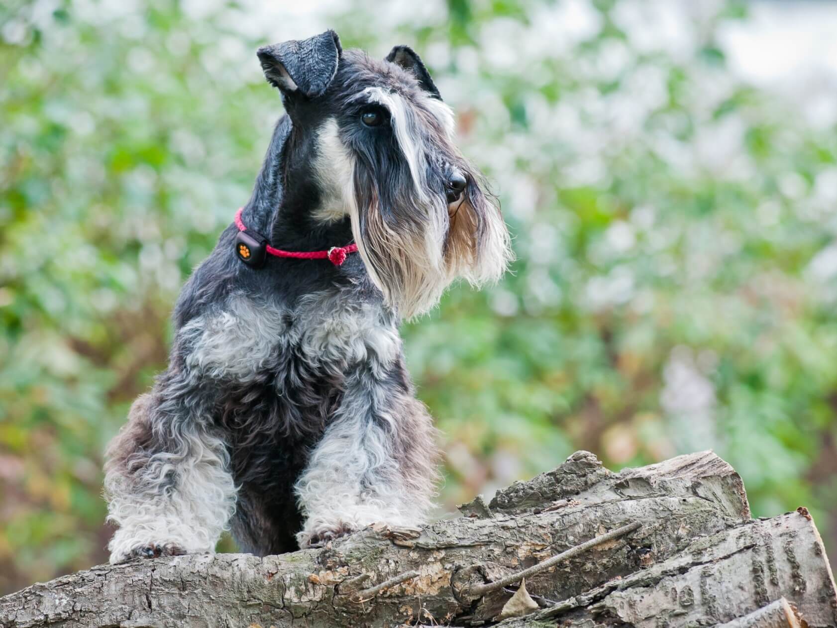 Miniature Schnauzer in forest with two front paws on a log, wearing a PitPat Dog Activity Monitor