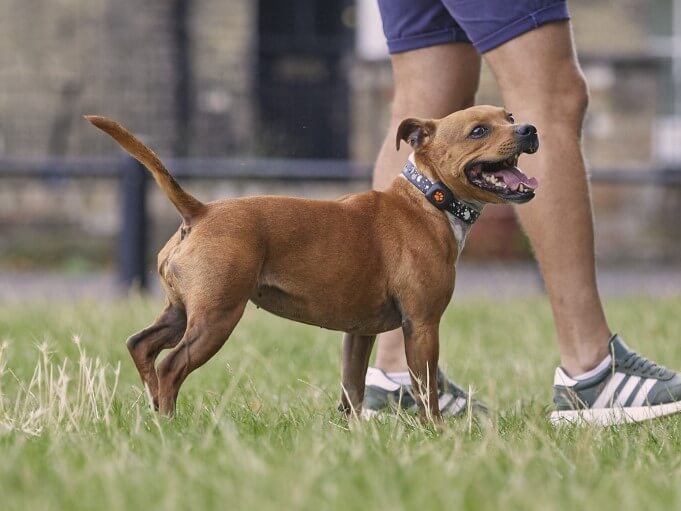 Staffordshire Bull Terrier on green with owner