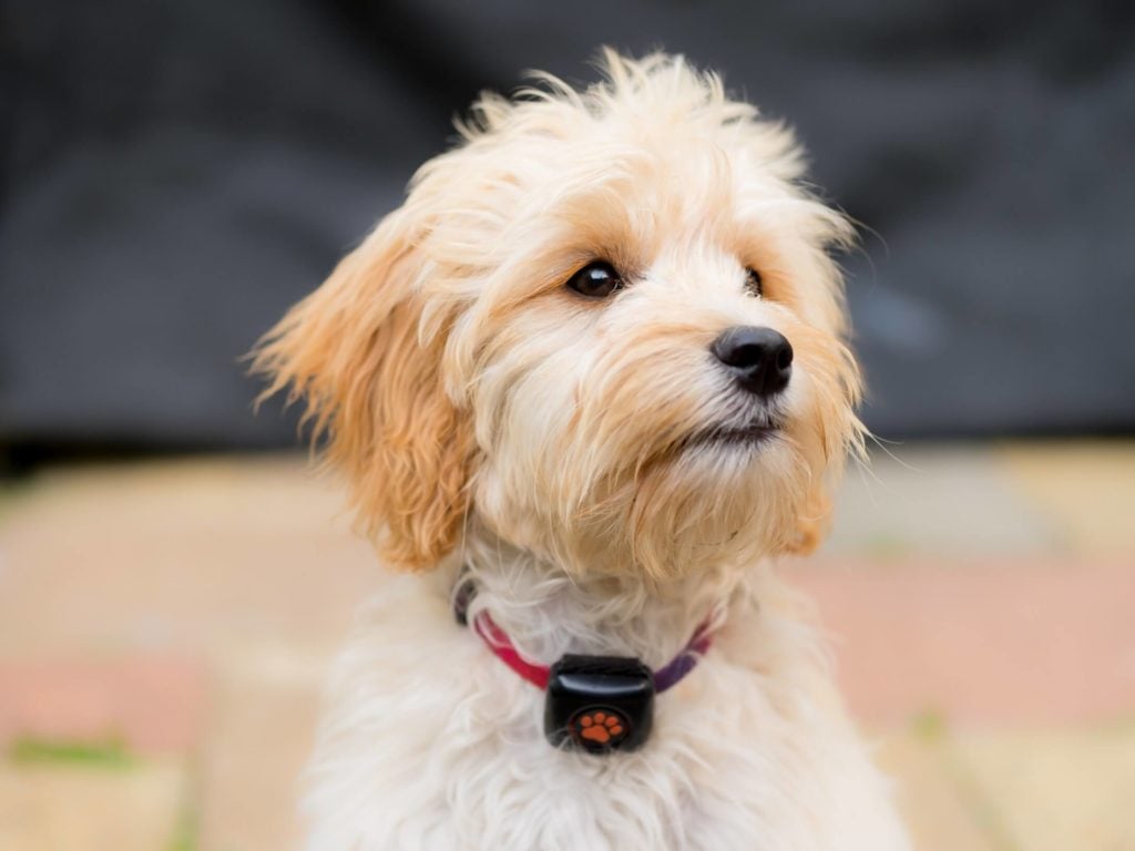 Blonde Cockapoo wearing a PitPat