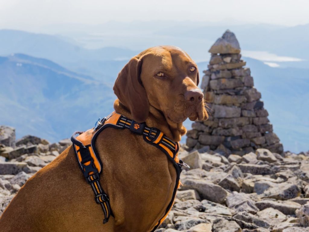 Vizsla at mountain summit