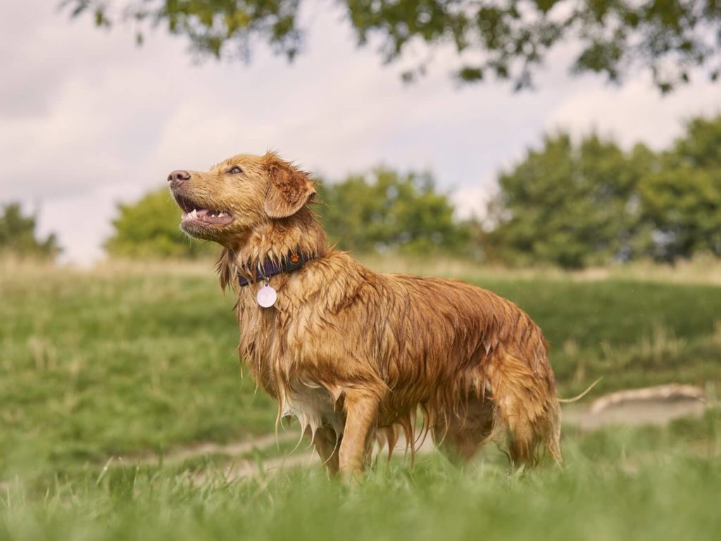 Duck Toller Retriever wet wearing a PitPat Dog Activity Monitor