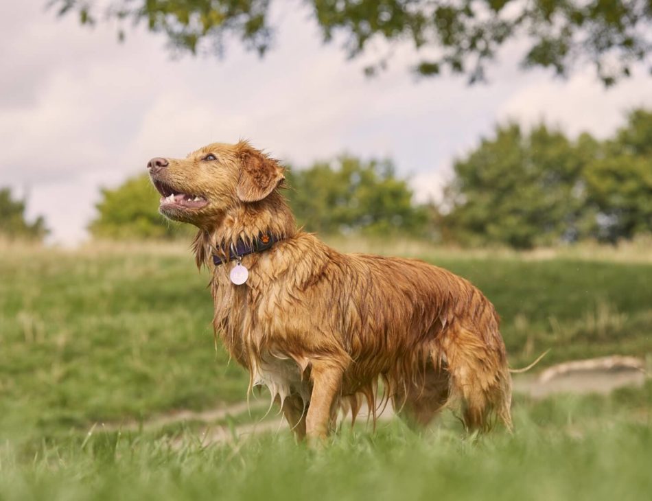 Duck Toller Retriever wet wearing a PitPat Dog Activity Monitor