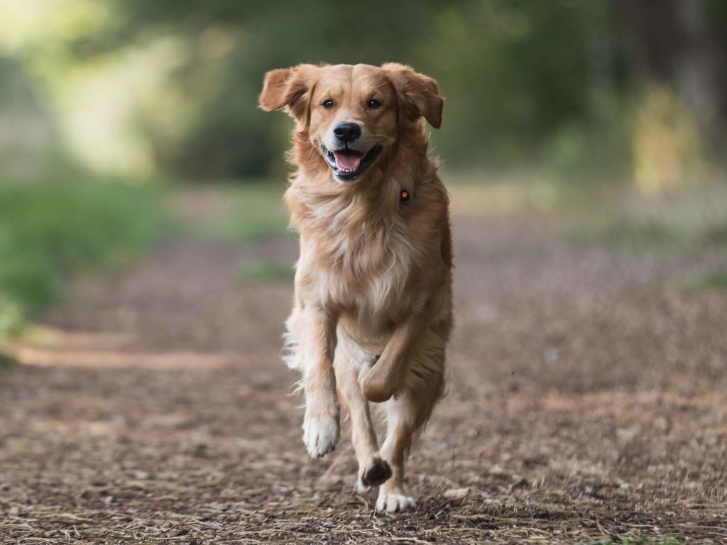 Golden Retriever running in the forest