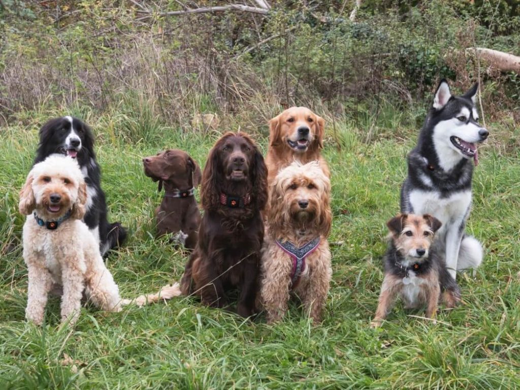 Group of dogs wearing PitPats