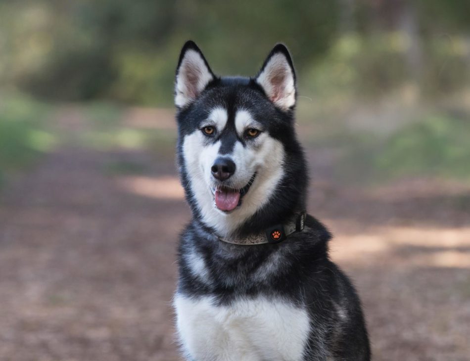 Husky in the forest wearing a PitPat