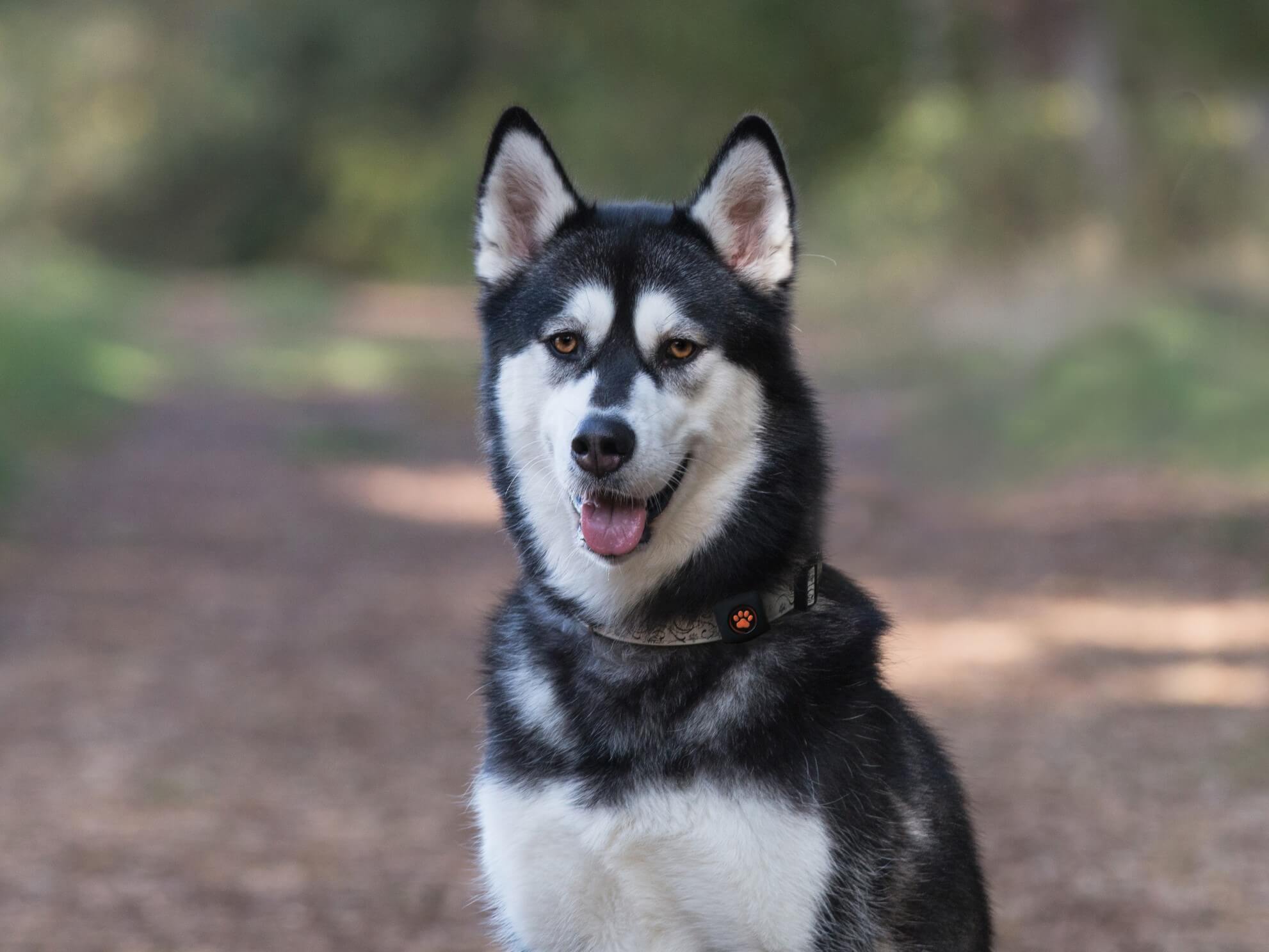 Husky in the forest wearing a PitPat