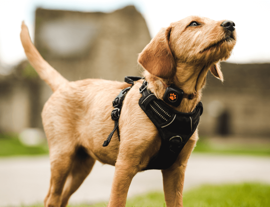 Golden coloured puppy wearing a harness and a PitPat Dog Activity Monitor
