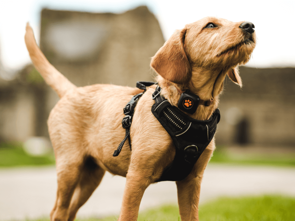 Golden coloured puppy wearing a harness and a PitPat Dog Activity Monitor