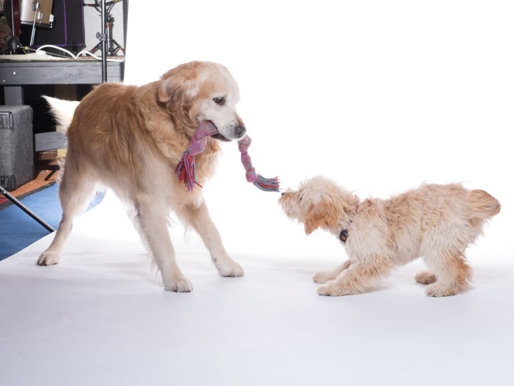 Cockapoo pulling a toy with a Golden Retriever