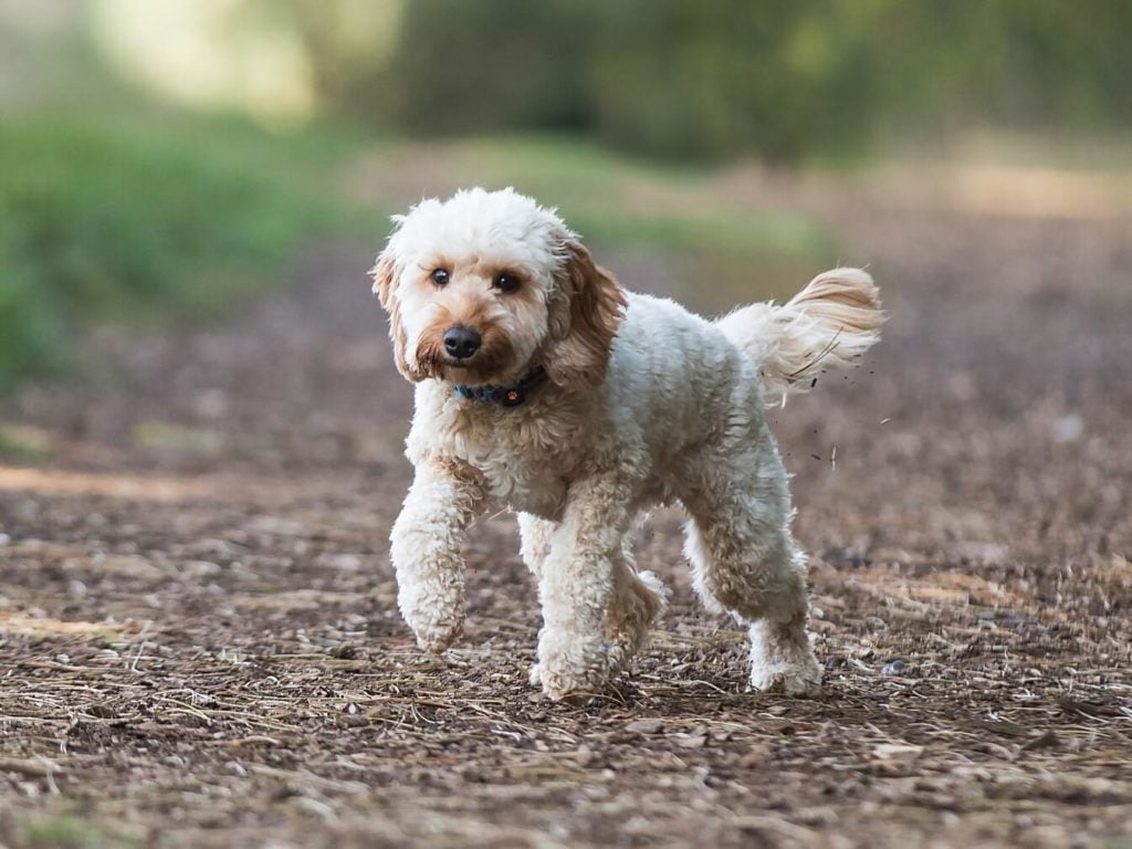 cockapoo walking in the woods