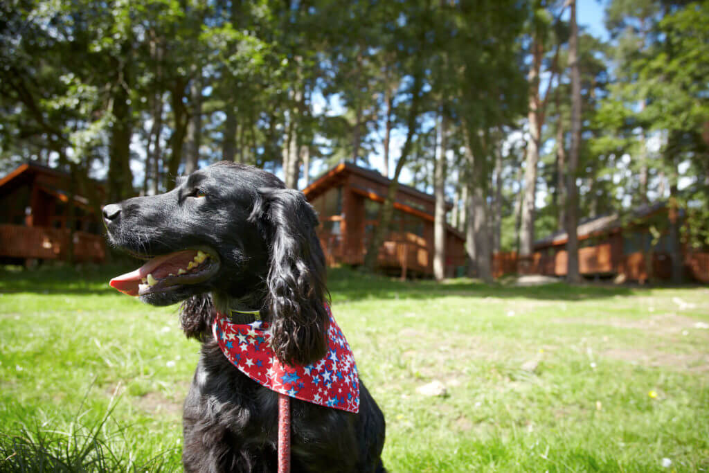 Spaniel in front of Forest Holidays cabin