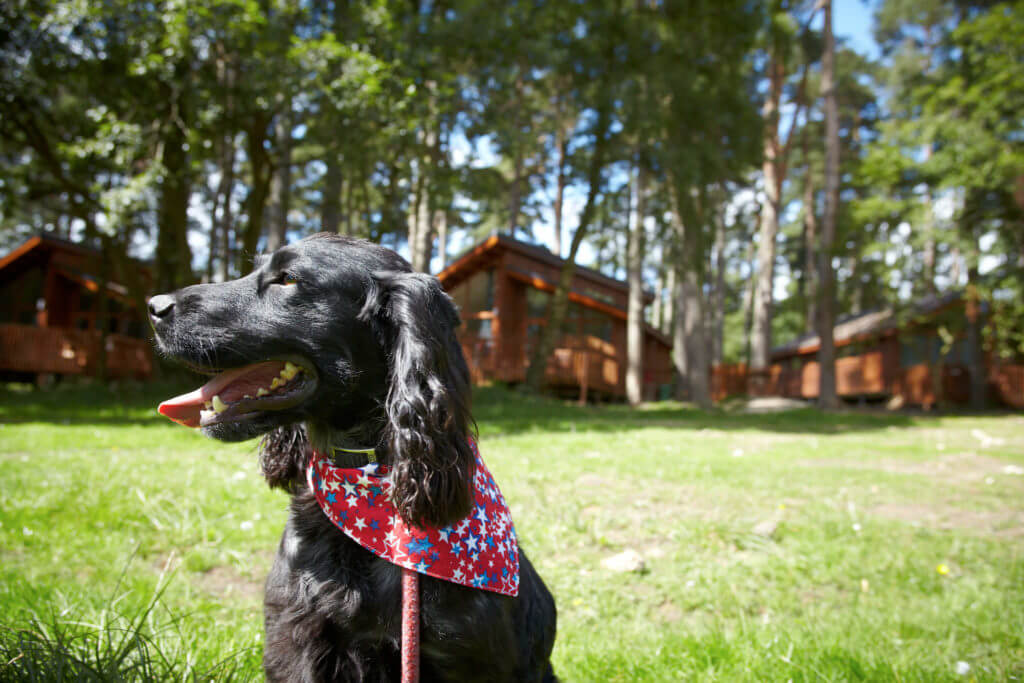 Best dog friendly holidays in the UK 2025 PitPat