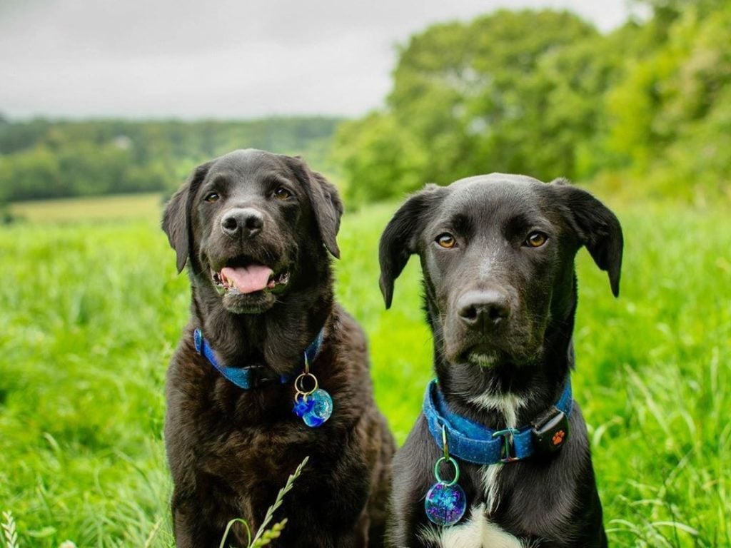 Two Black Labradors in a field wearing PitPat Dog Activity Monitors