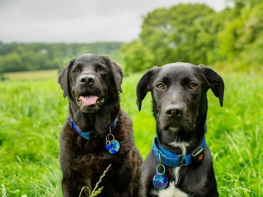 Two Black Labradors in a field