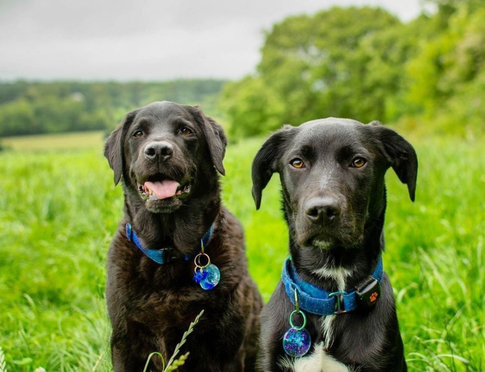 Two Black Labradors in a field
