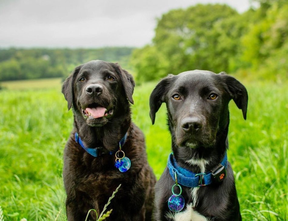 Two Black Labradors in a field wearing PitPat Dog Activity Monitors