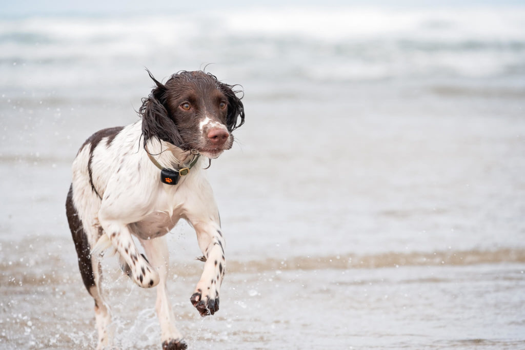 Spaniel running in the sea