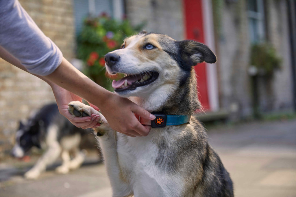 Dog having it's PitPat checked