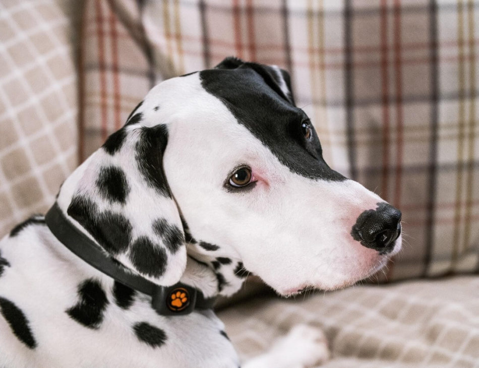 Dalmatian wearing a PitPat Dog Activity Monitor lying on a sofa.