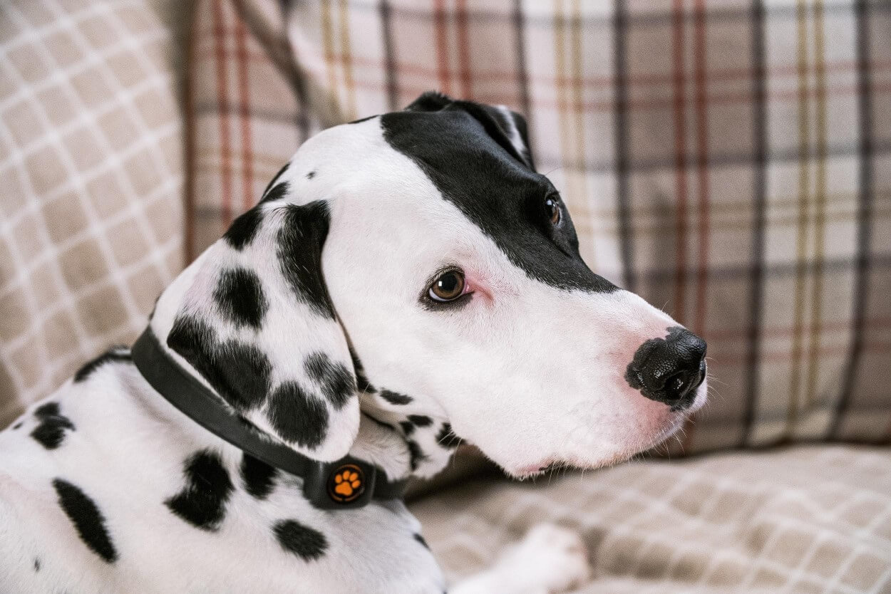 Dalmatian wearing a PitPat Dog Activity Monitor lying on a sofa.